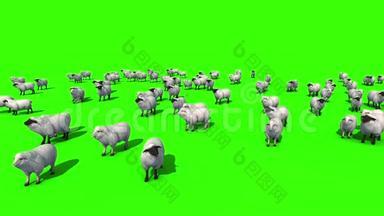 绵羊顶绿幕三维渲染动画